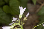 Cutleaf toothwort